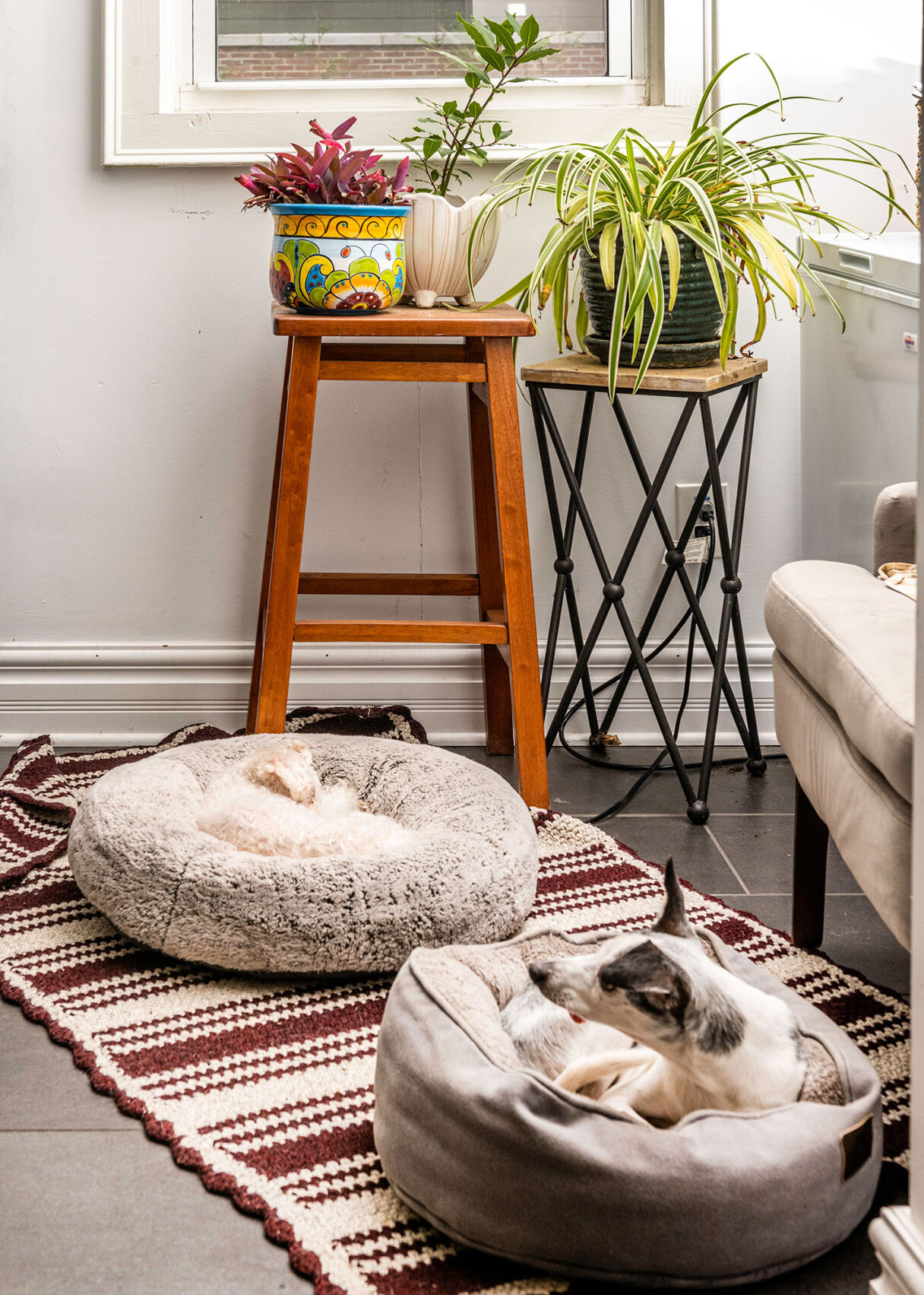 The dog’s spot